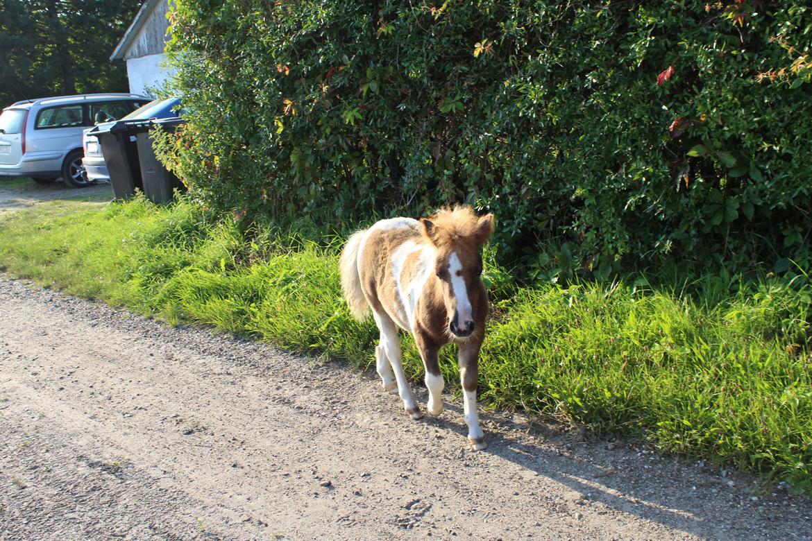 Shetlænder Indian Princess (Indi) - 8-8-2020. Fotoshoot med mor billede 17