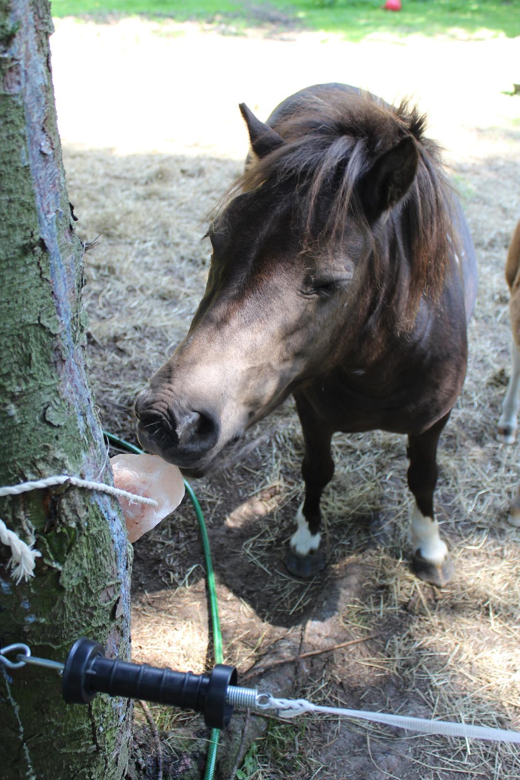 Shetlænder Coco - 9-8-2020. billede 4