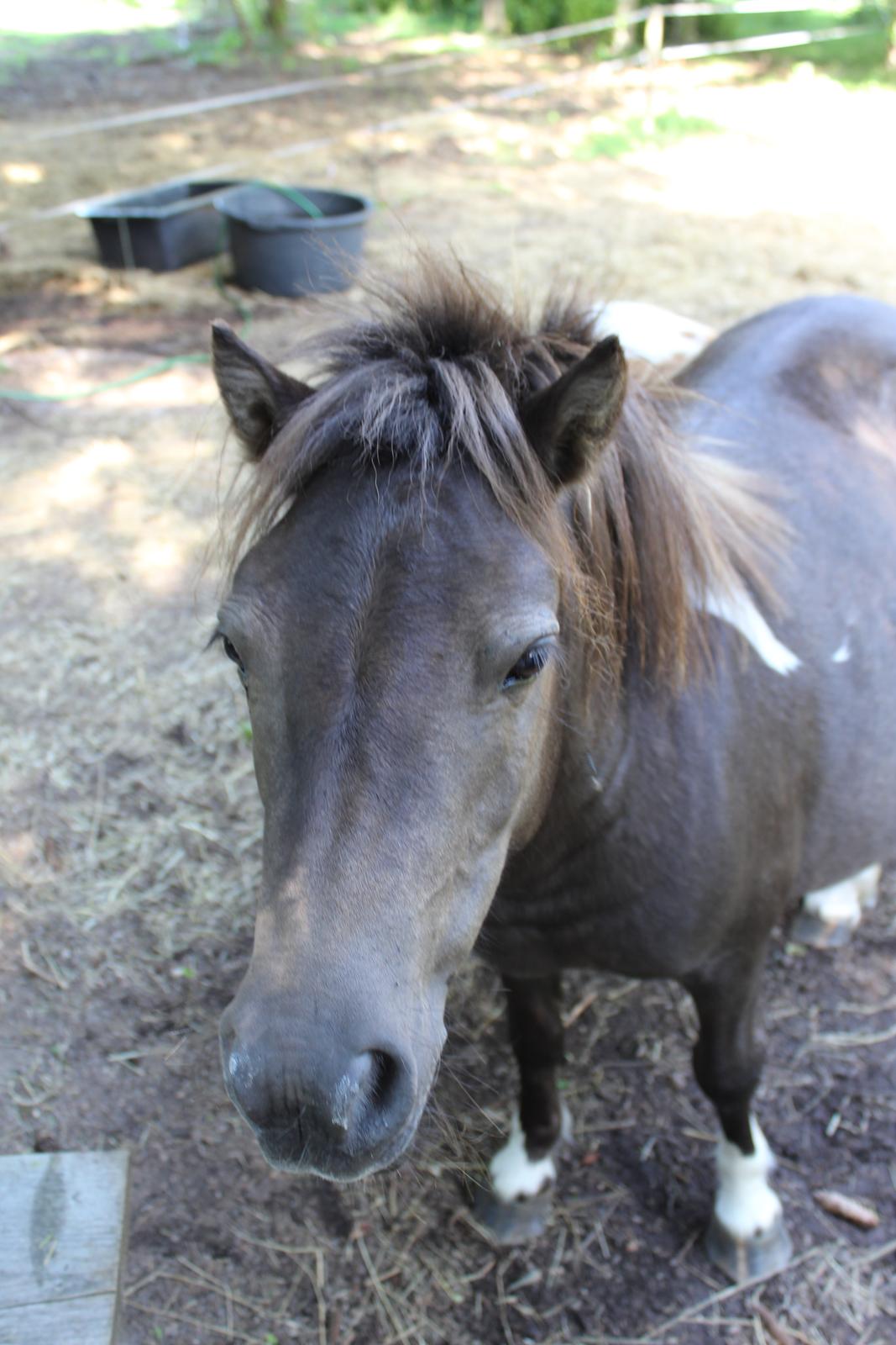 Shetlænder Coco - 9-8-2020. billede 10