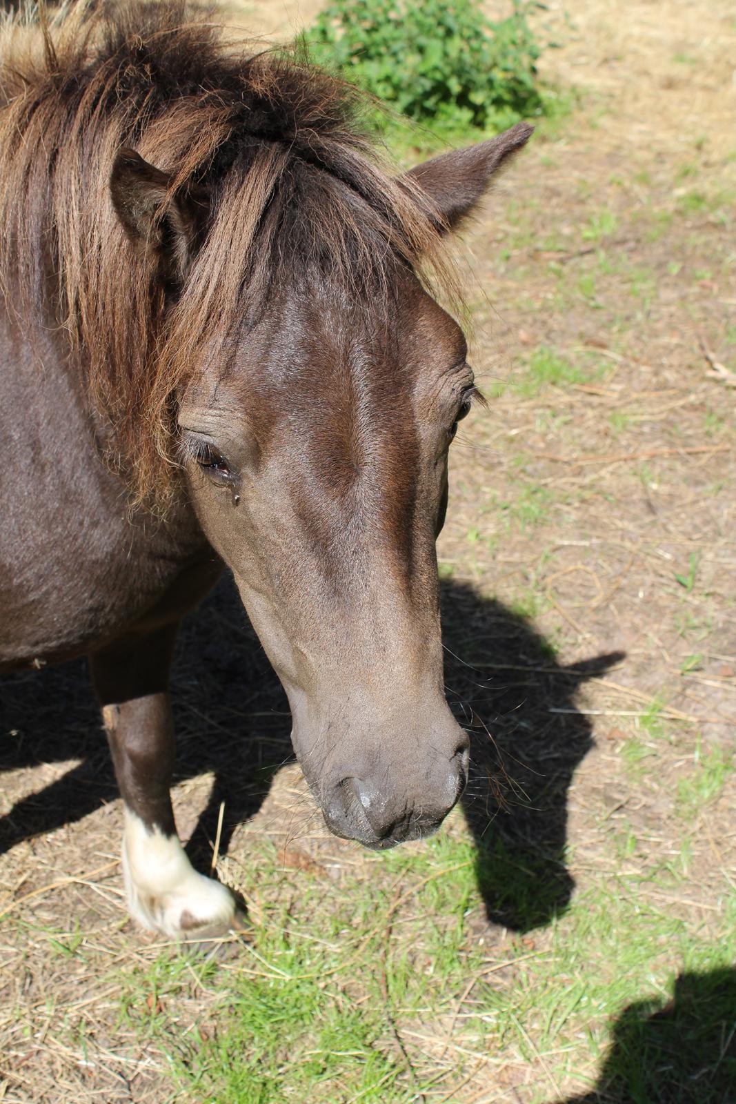 Shetlænder Coco - 9-8-2020. billede 9