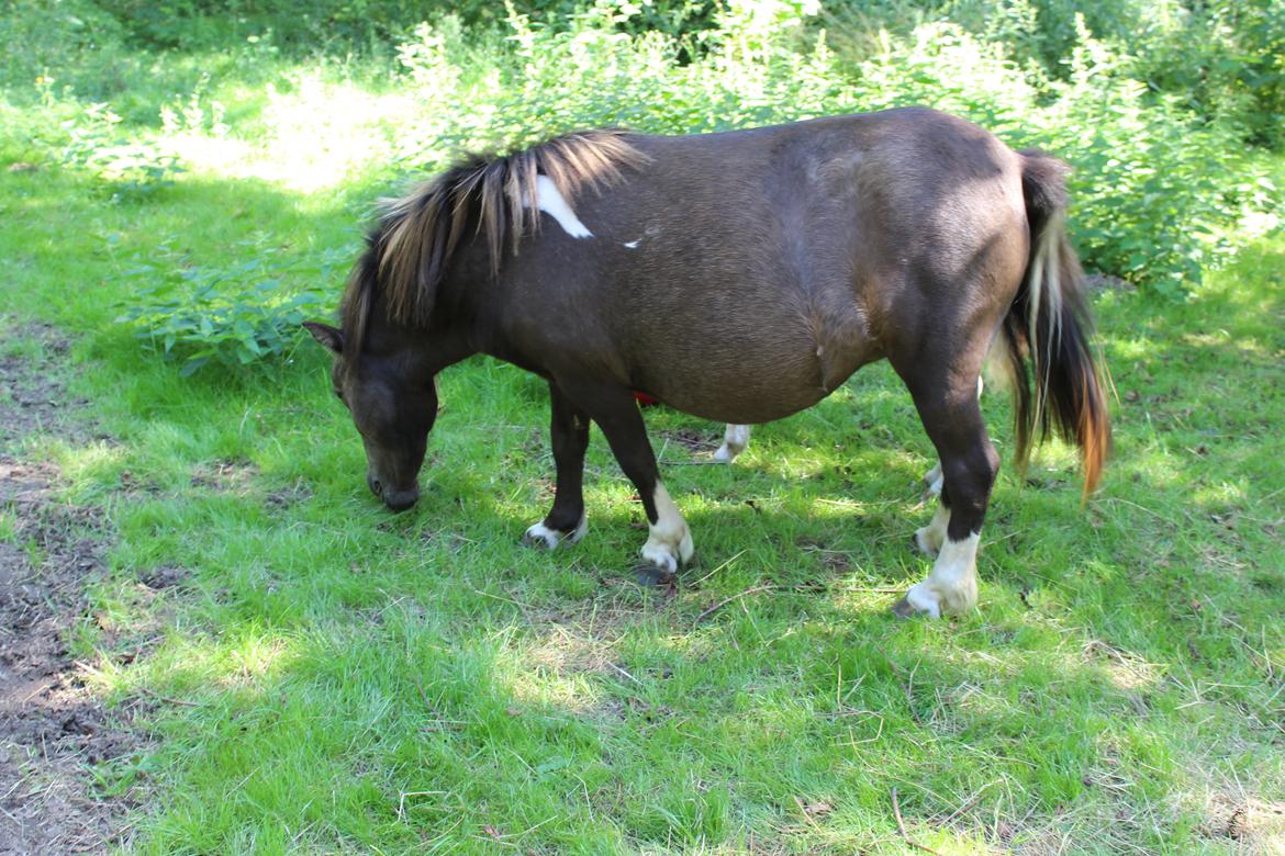 Shetlænder Coco - 9-8-2020. billede 11
