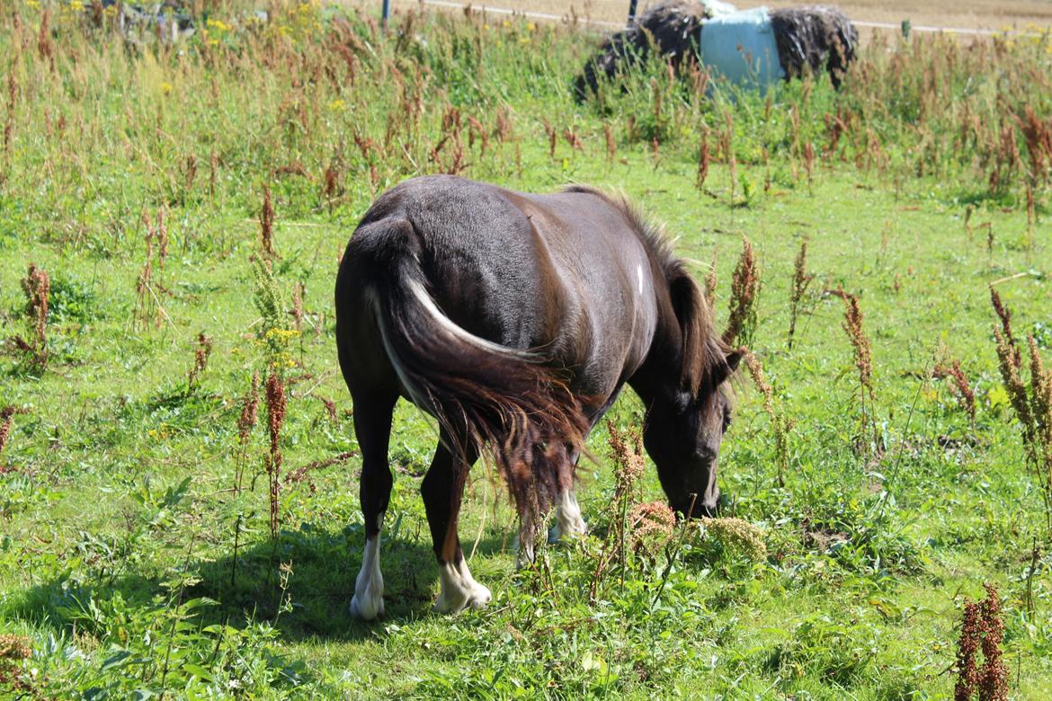 Shetlænder Coco - 9-8-2020. billede 12