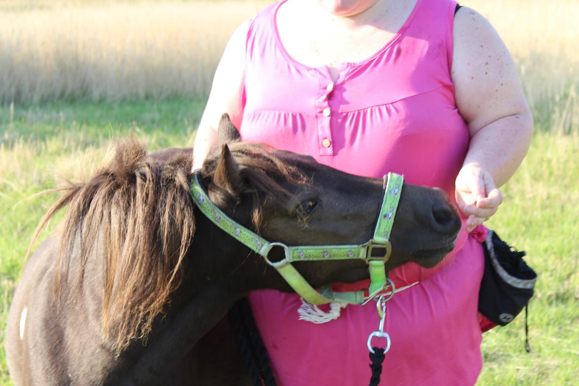 Shetlænder Coco - 8-8-2020. fotoshoot med Coco og Indi billede 13