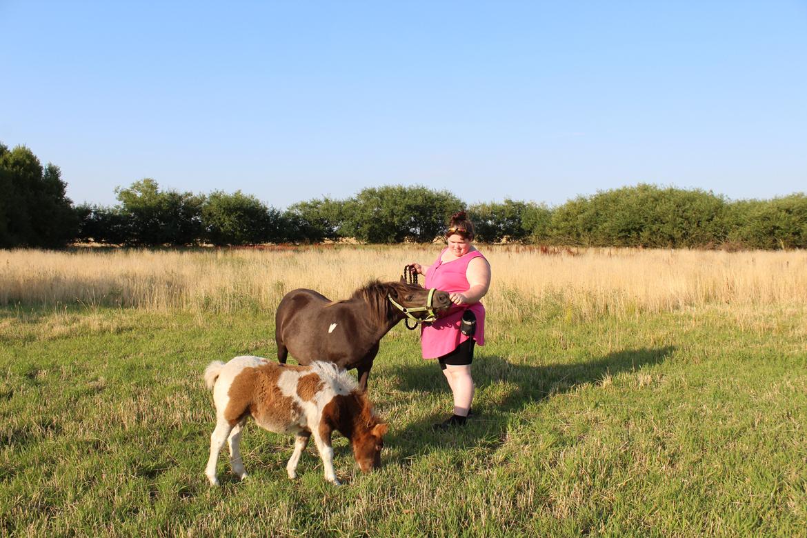Shetlænder Coco - 8-8-2020. fotoshoot med Coco og Indi billede 14