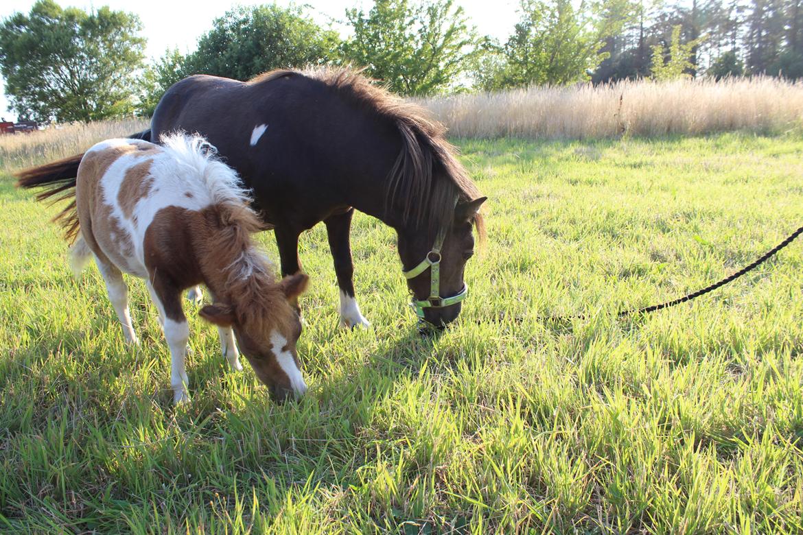 Shetlænder Coco - 8-8-2020. fotoshoot med Coco og Indi billede 17
