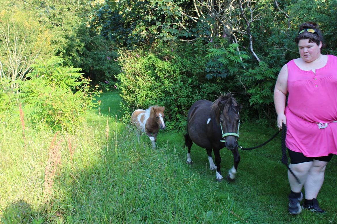 Shetlænder Coco - 8-8-2020. fotoshoot med Coco og Indi billede 18