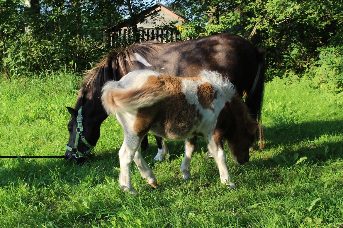 Shetlænder Coco - 8-8-2020. fotoshoot med Coco og Indi billede 19