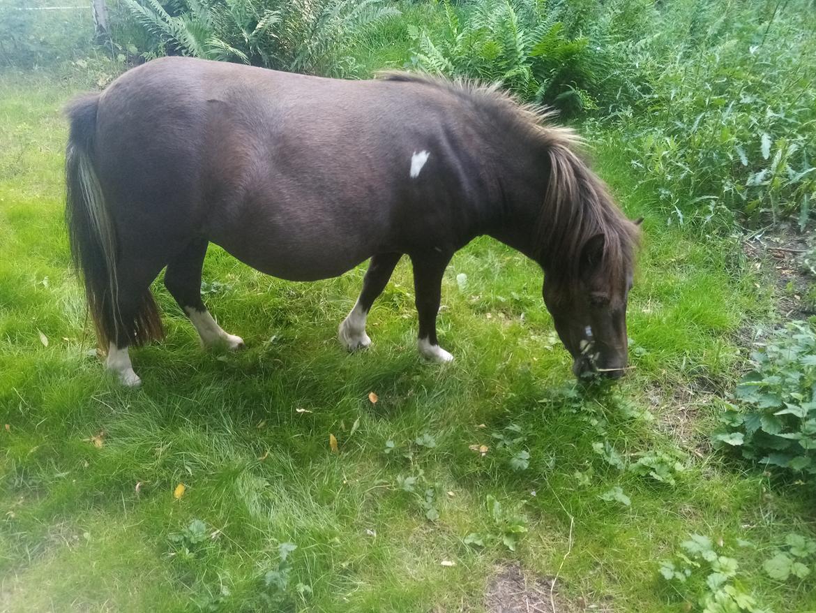 Shetlænder Coco - 2-8-2020.  billede 21