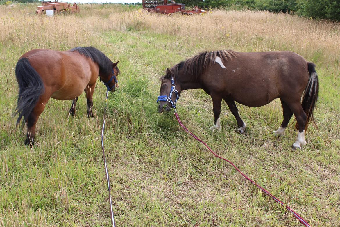 Shetlænder Coco - Juli 2020 billede 22