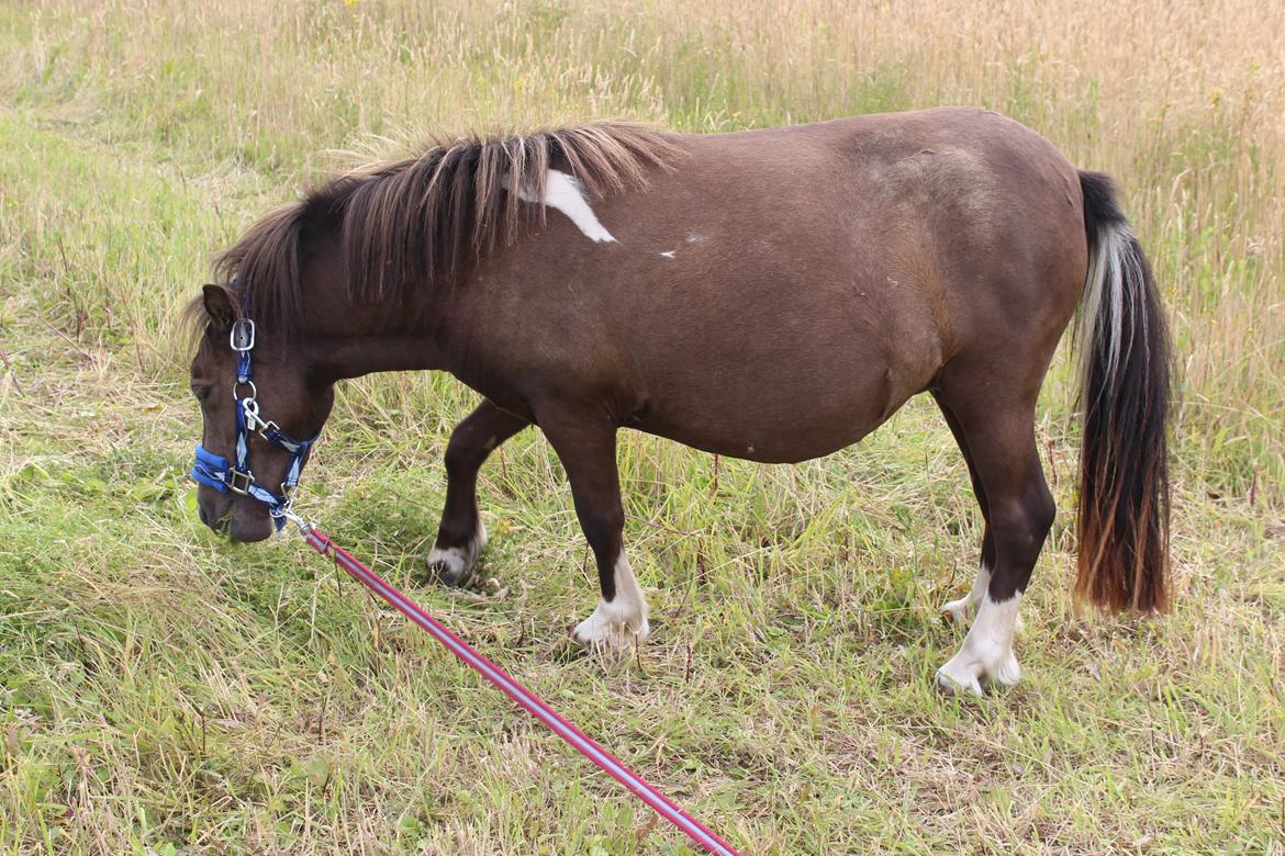 Shetlænder Coco - Juli 2020 billede 23