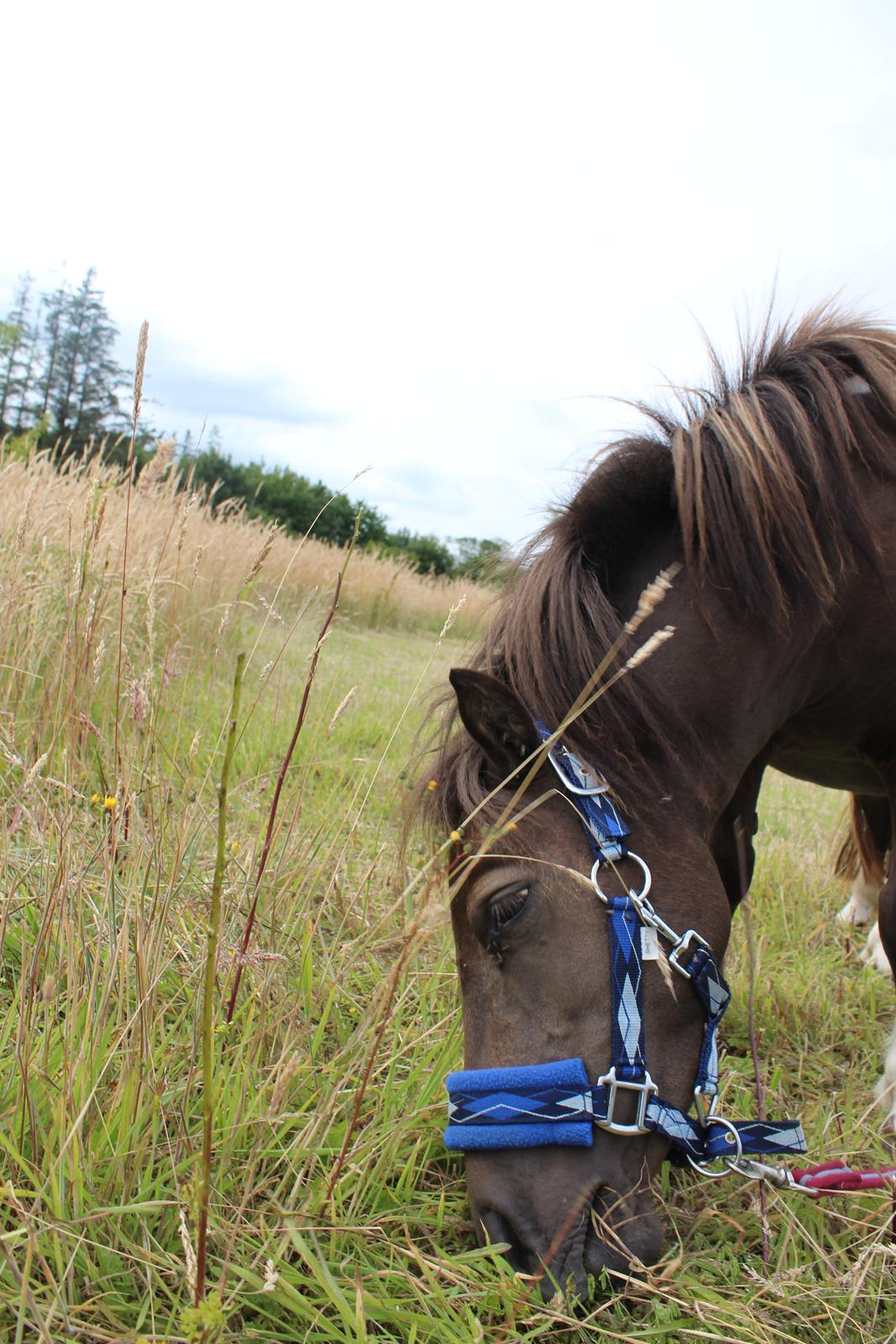 Shetlænder Coco - Juli 2020 billede 24