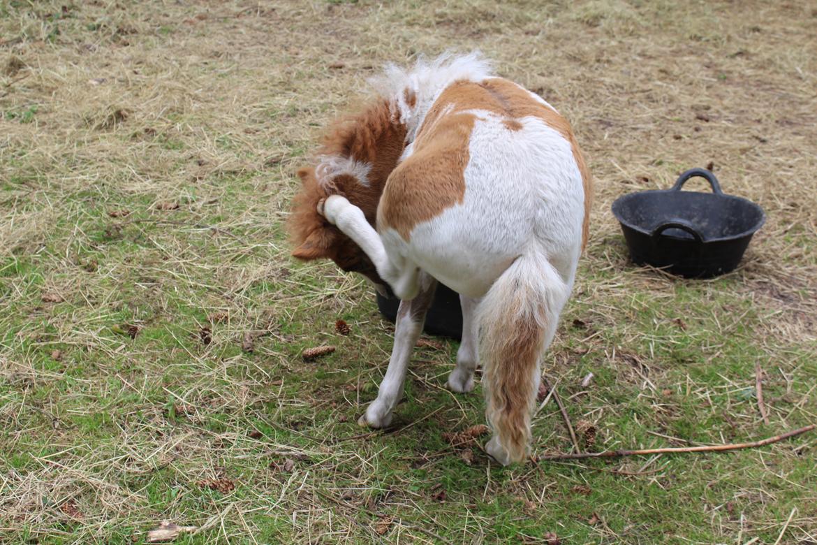 Shetlænder Indian Princess (Indi) - Juli 2020 billede 18