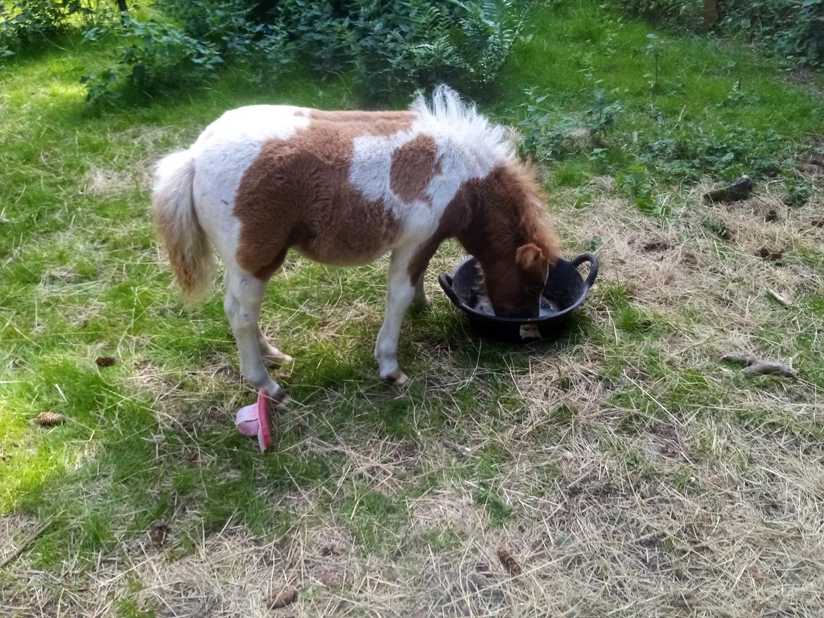 Shetlænder Indian Princess (Indi) - 04-08-2020: Indi 2 mdr. gammel billede 19