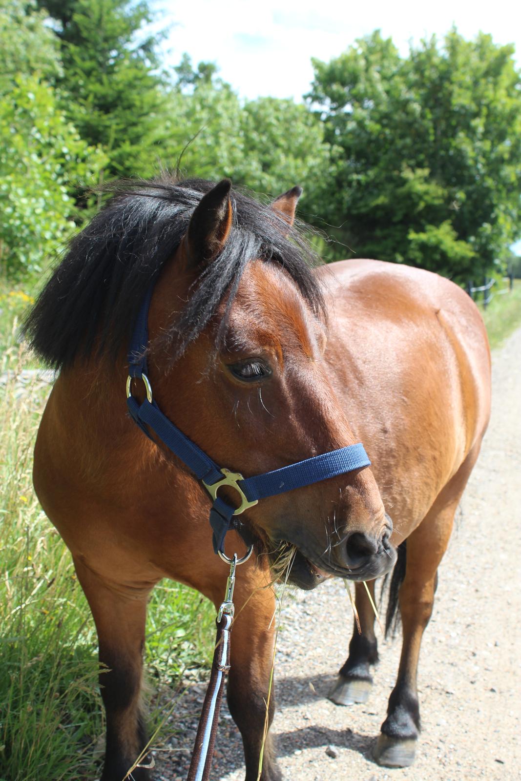 Shetlænder Thor - Juli 2020 - fotoshoot med Thor billede 4