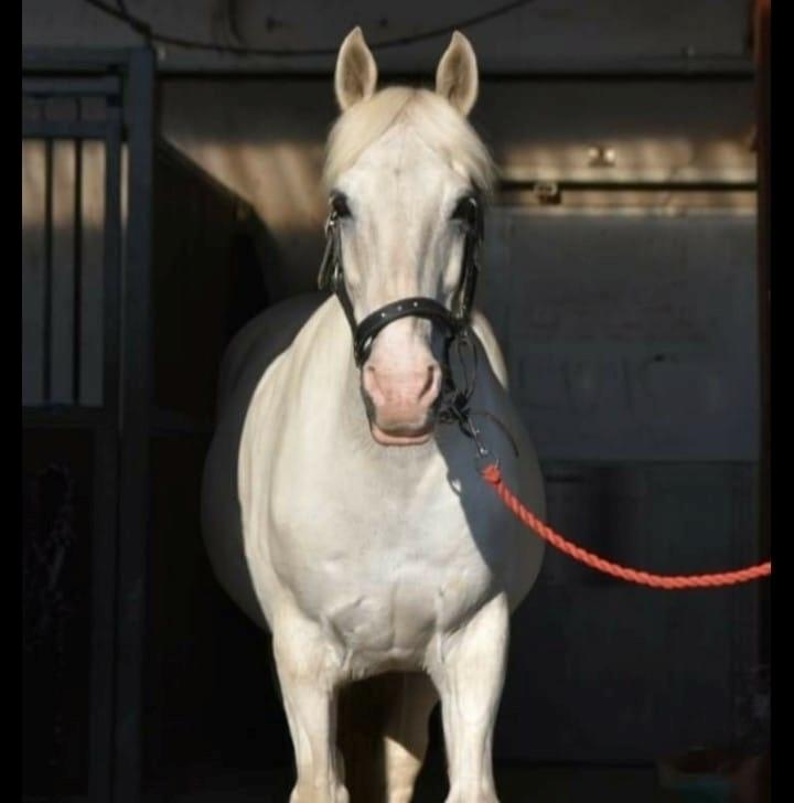 Anden særlig race Irish Patch  *I.P* [Himmel hest] - #PhotobyZB billede 9