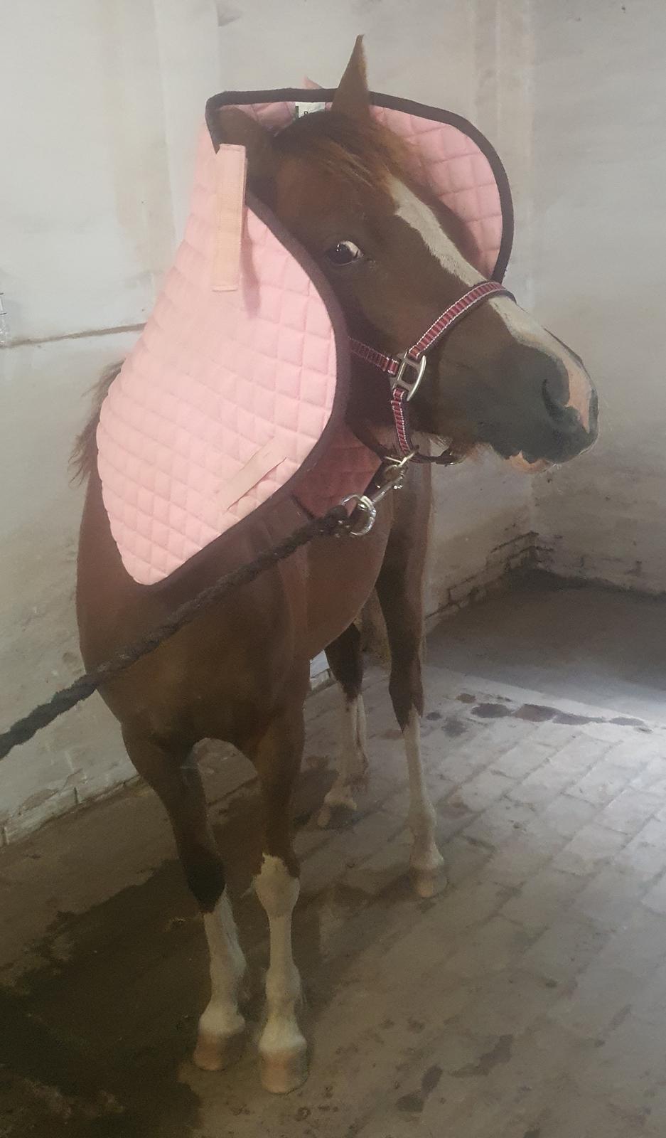 Welsh Pony (sec B) Lindebakkens Tutti-Frutti  billede 15