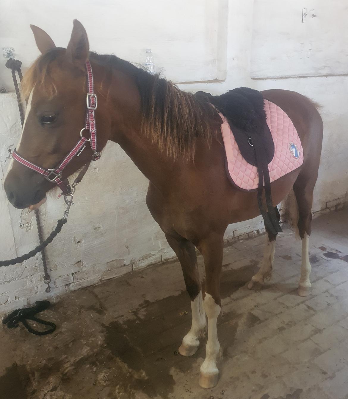 Welsh Pony (sec B) Lindebakkens Tutti-Frutti  billede 16