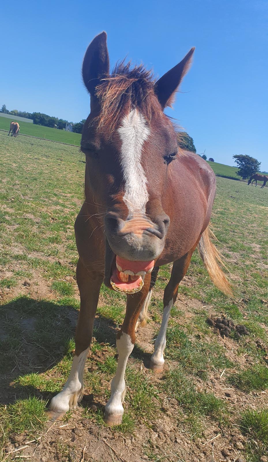 Welsh Pony (sec B) Lindebakkens Tutti-Frutti  billede 17