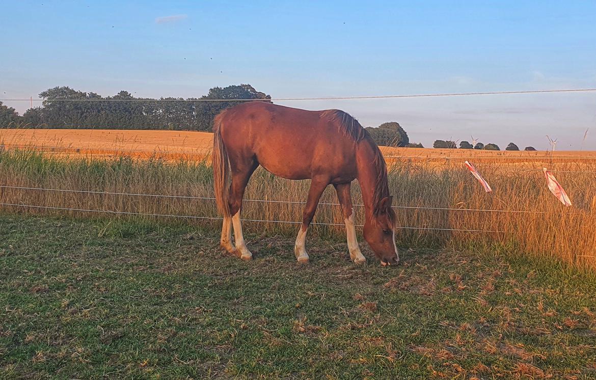 Welsh Pony (sec B) Lindebakkens Tutti-Frutti  billede 18