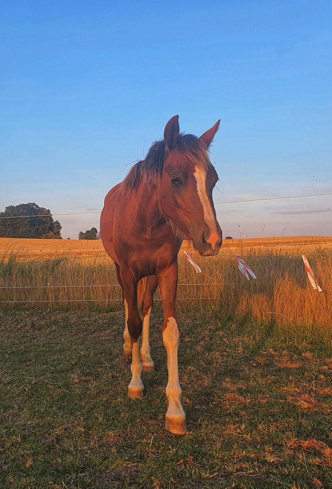 Welsh Pony (sec B) Lindebakkens Tutti-Frutti  billede 19
