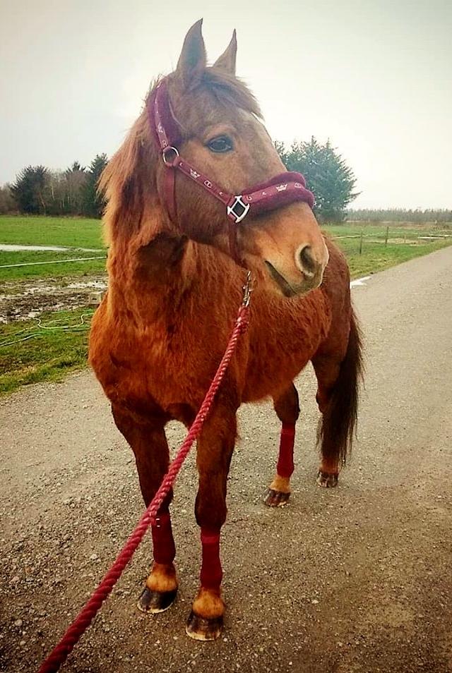 Anden særlig race Grønvangs Quinzy [R.I.P] billede 22