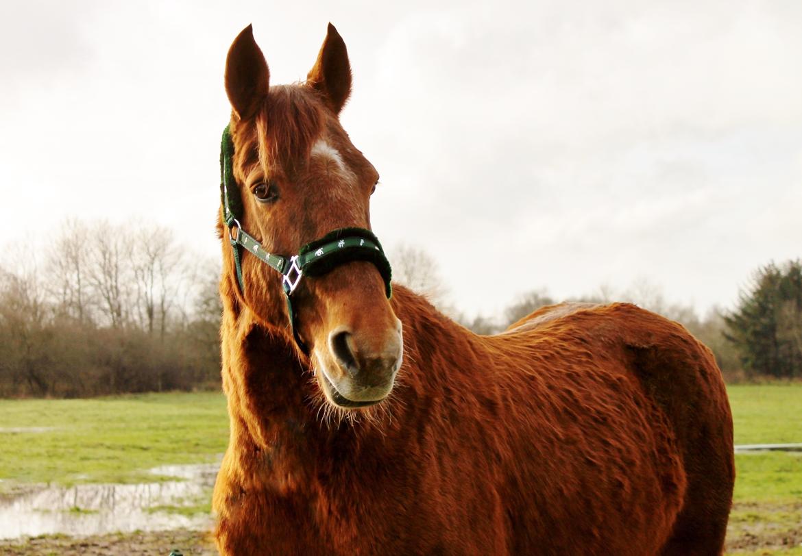 Anden særlig race Grønvangs Quinzy [R.I.P] billede 25