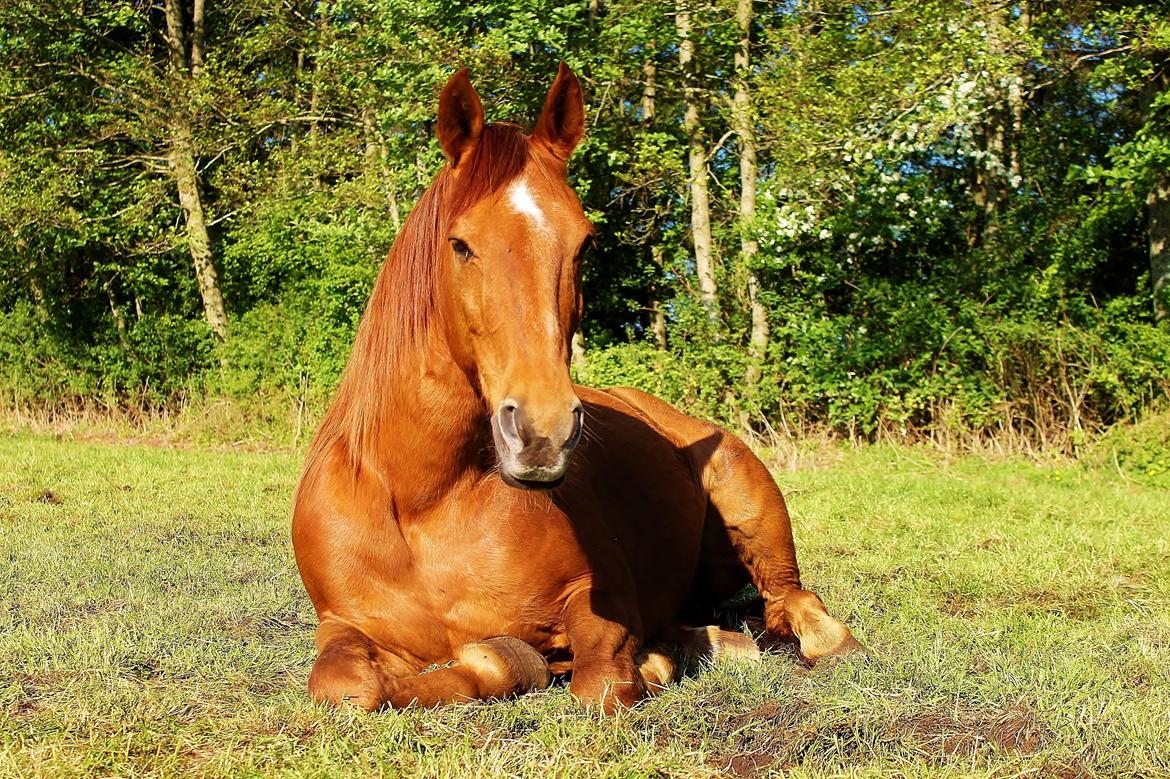 Anden særlig race Grønvangs Quinzy [R.I.P] billede 10