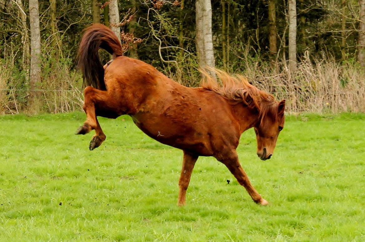 Anden særlig race Grønvangs Quinzy [R.I.P] billede 18