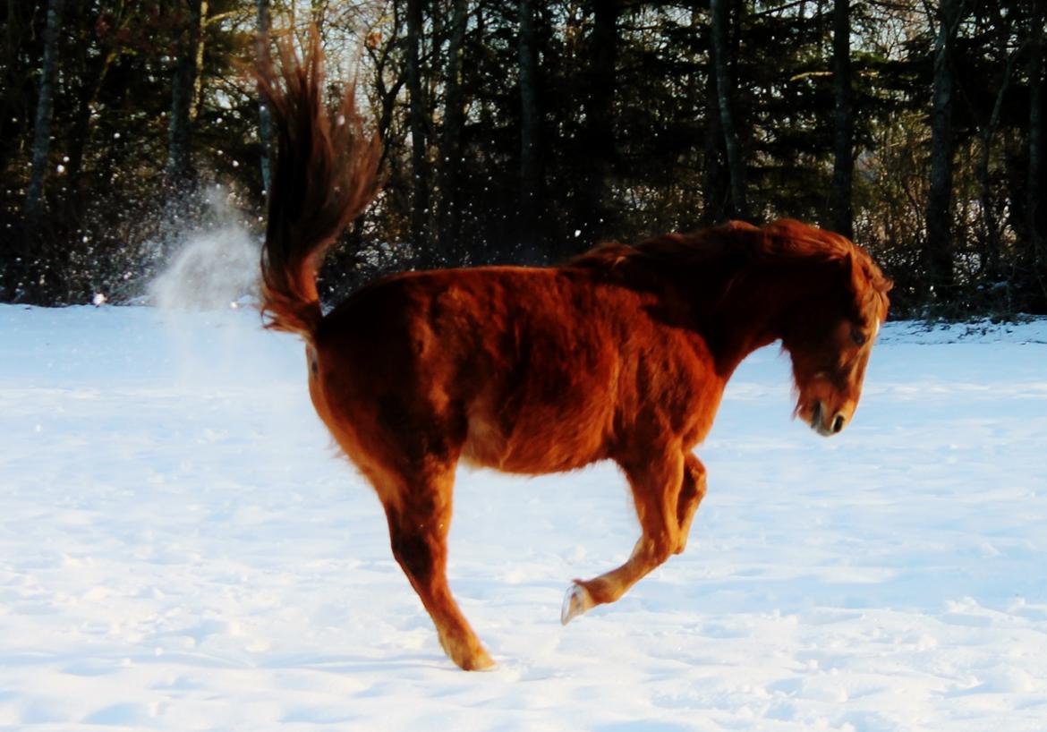 Anden særlig race Grønvangs Quinzy [R.I.P] billede 26