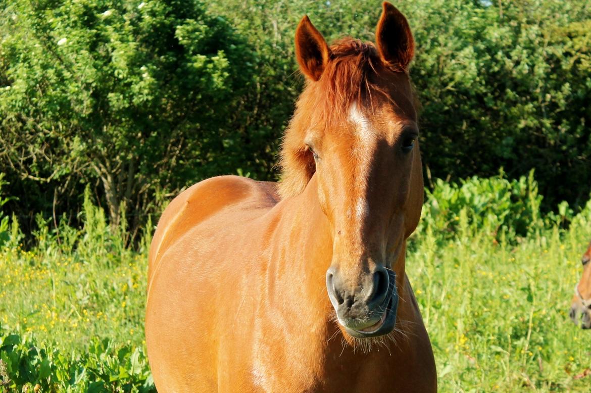 Anden særlig race Grønvangs Quinzy [R.I.P] billede 33
