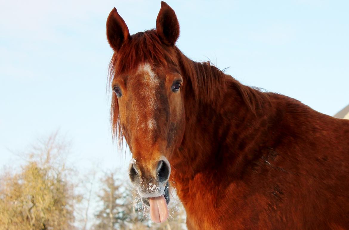 Anden særlig race Grønvangs Quinzy [R.I.P] billede 5