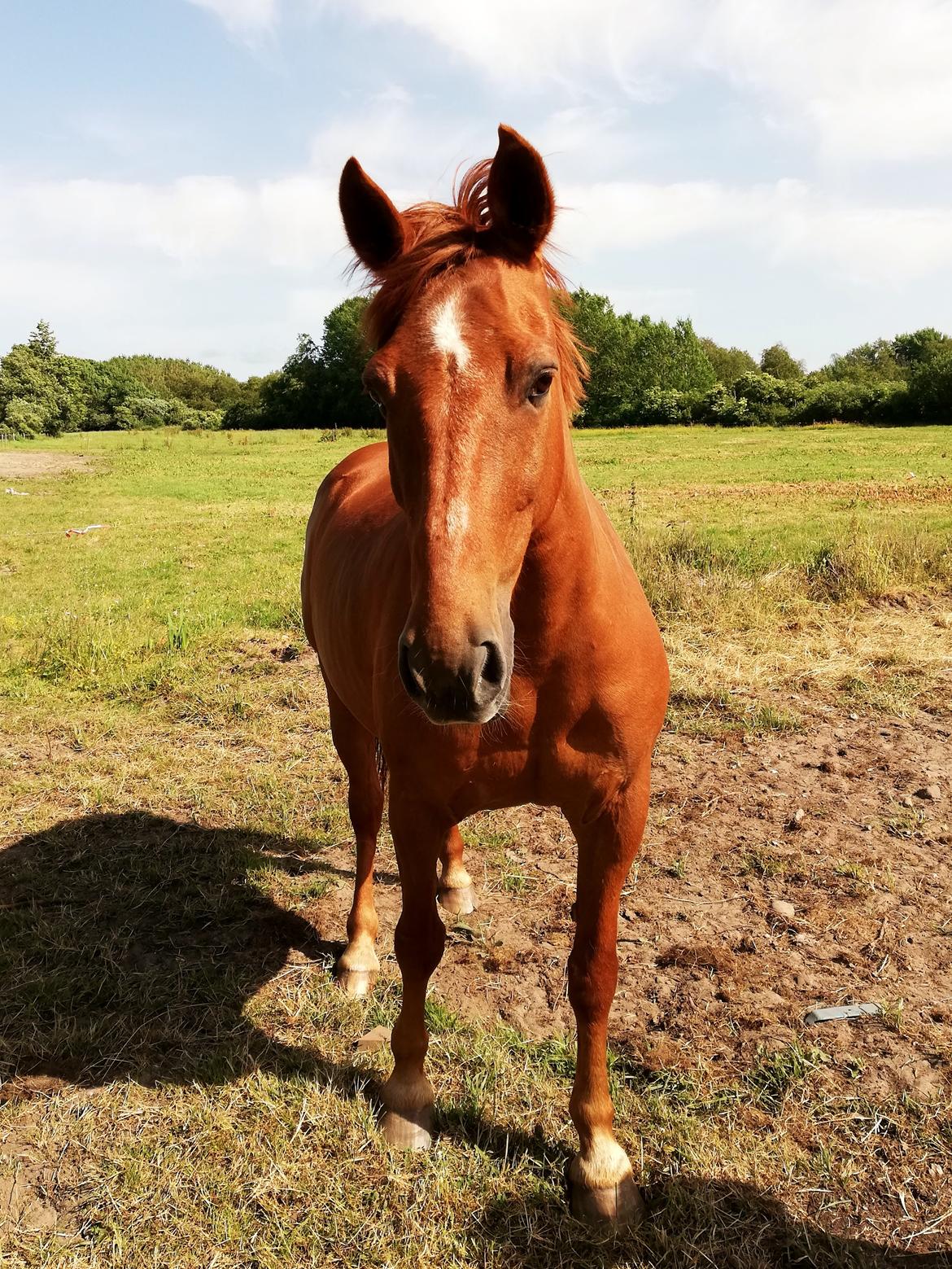 Anden særlig race Grønvangs Quinzy [R.I.P] billede 3