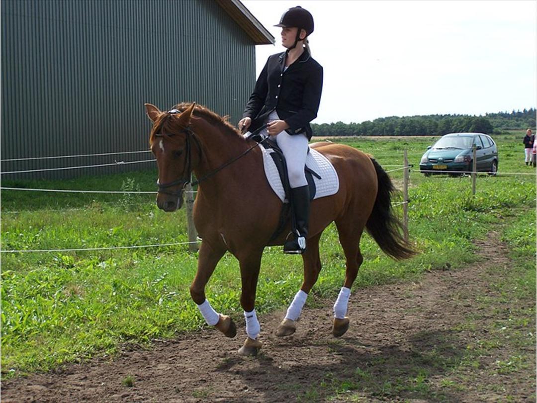 Anden særlig race Grønvangs Quinzy [R.I.P] billede 35