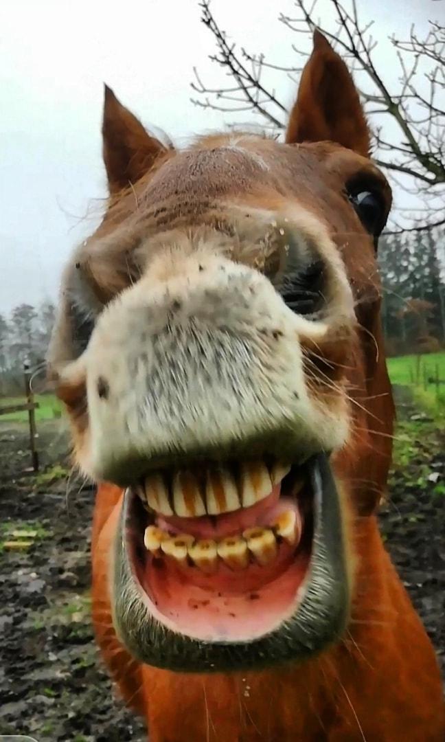 Anden særlig race Grønvangs Quinzy [R.I.P] billede 34