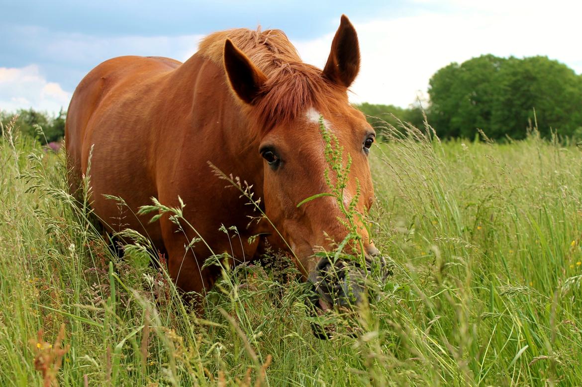 Anden særlig race Grønvangs Quinzy [R.I.P] billede 8