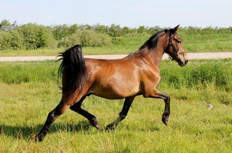 Anden særlig race Grønvangs Edward |Eddie| billede 30