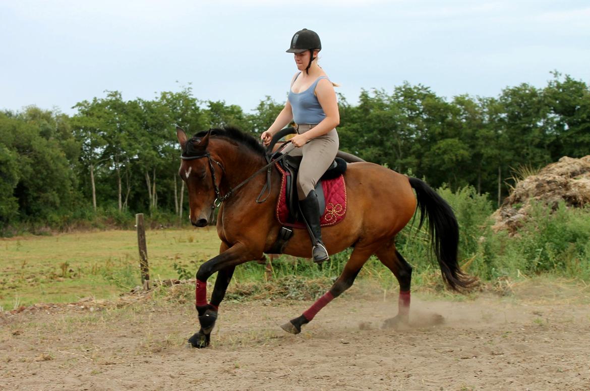 Anden særlig race Grønvangs Edward |Eddie| billede 20