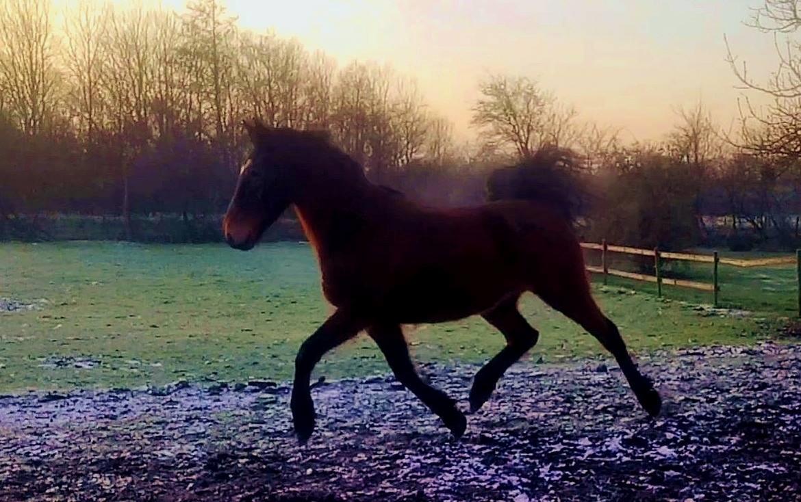 Anden særlig race Grønvangs Edward |Eddie| billede 6