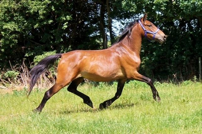 Anden særlig race Grønvangs Edward |Eddie| billede 31