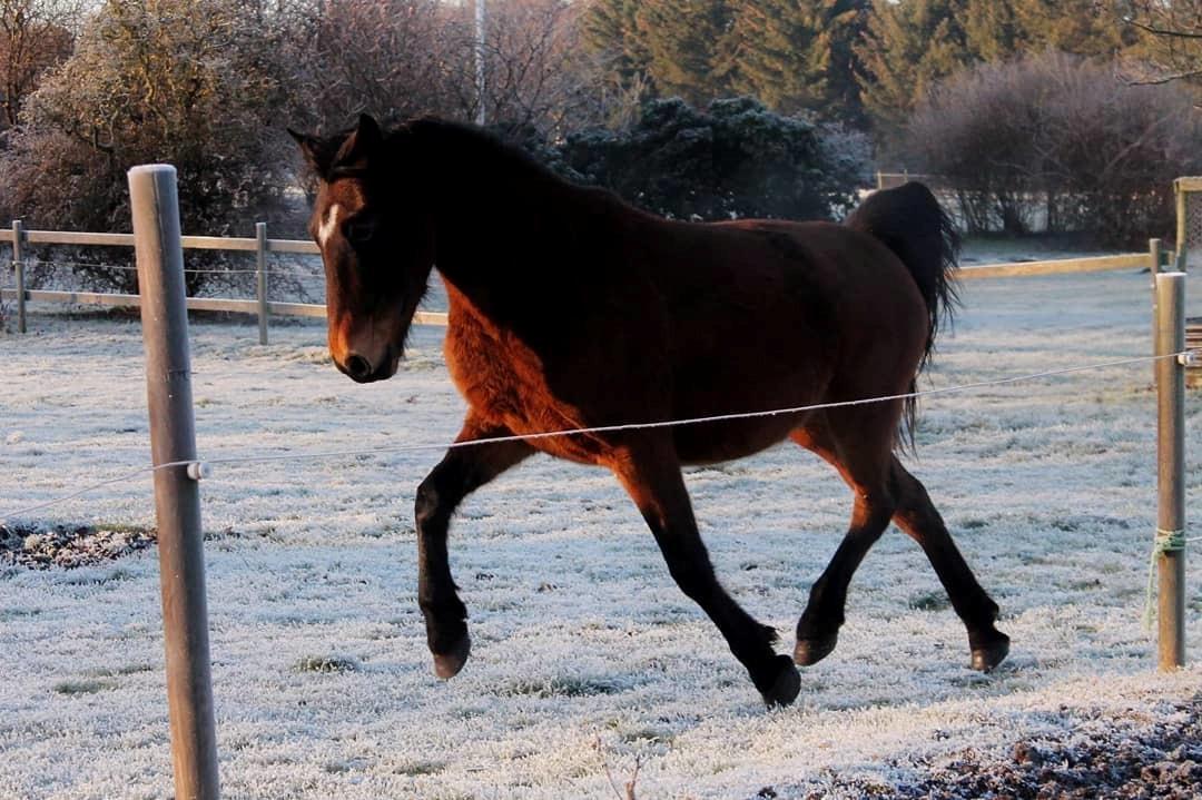 Anden særlig race Grønvangs Edward |Eddie| billede 21
