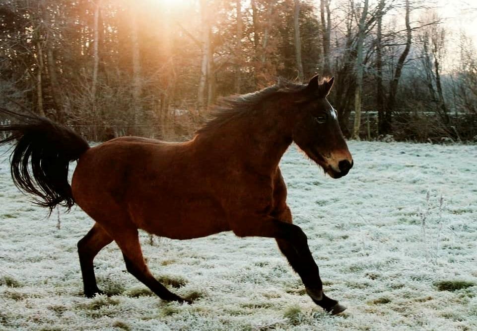 Anden særlig race Grønvangs Edward |Eddie| billede 19