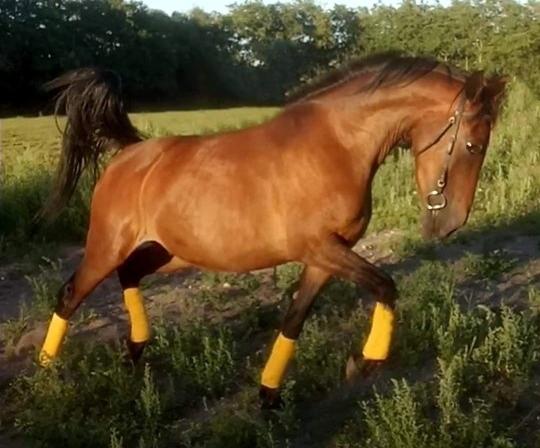 Anden særlig race Grønvangs Edward |Eddie| billede 7