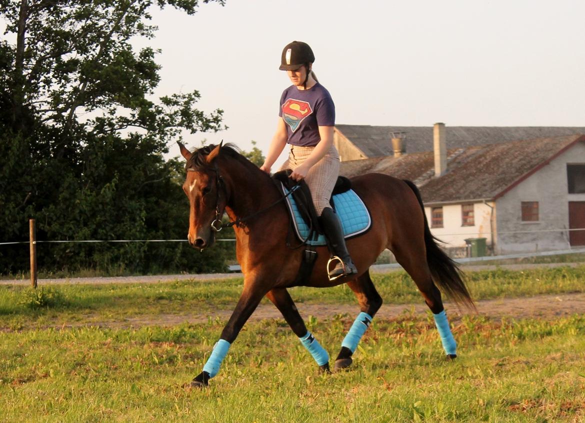 Anden særlig race Grønvangs Edward |Eddie| billede 26