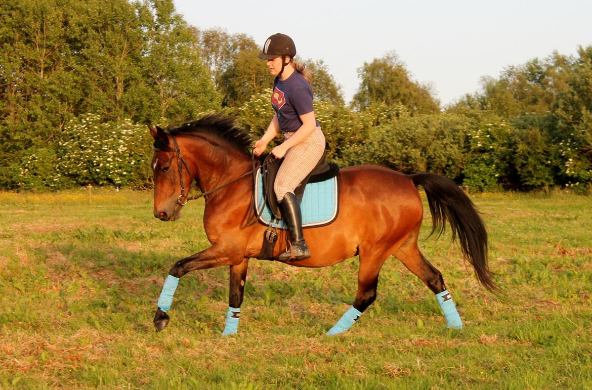 Anden særlig race Grønvangs Edward |Eddie| billede 5