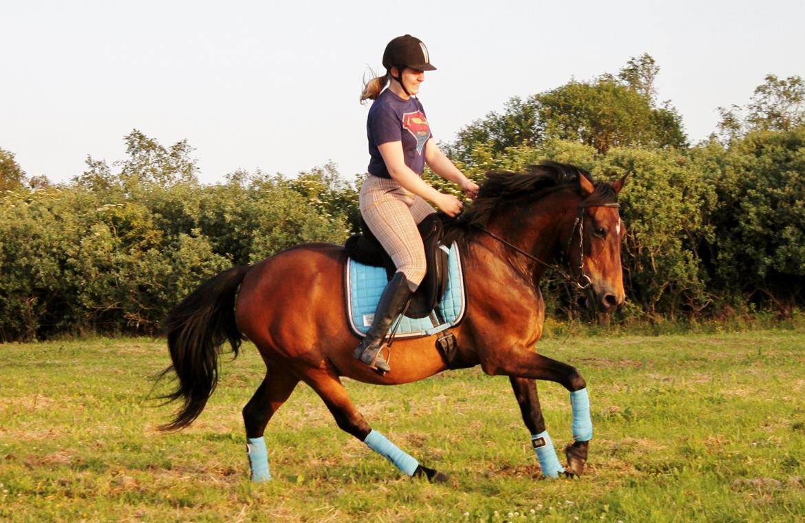 Anden særlig race Grønvangs Edward |Eddie| billede 9