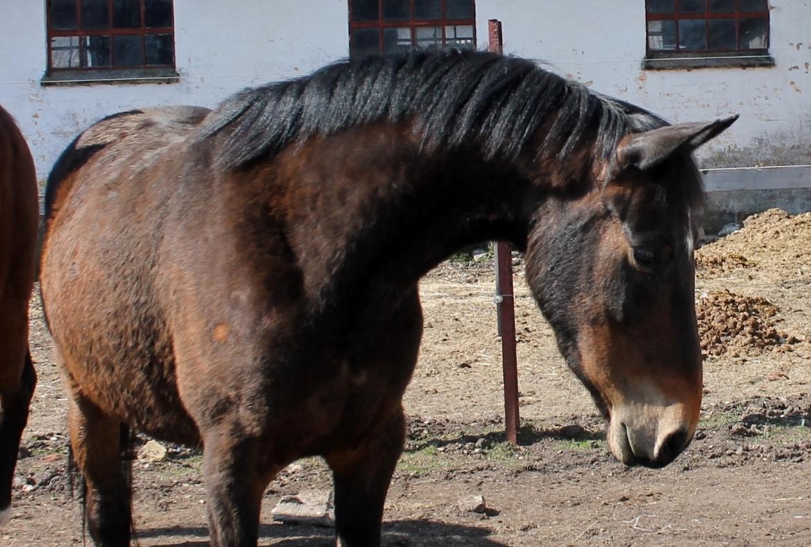 Anden særlig race Grønvangs Edward |Eddie| billede 10