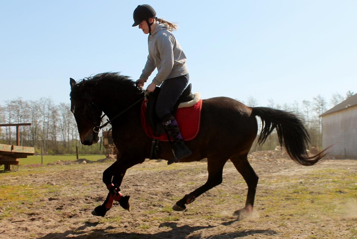 Anden særlig race Grønvangs Edward |Eddie| billede 25