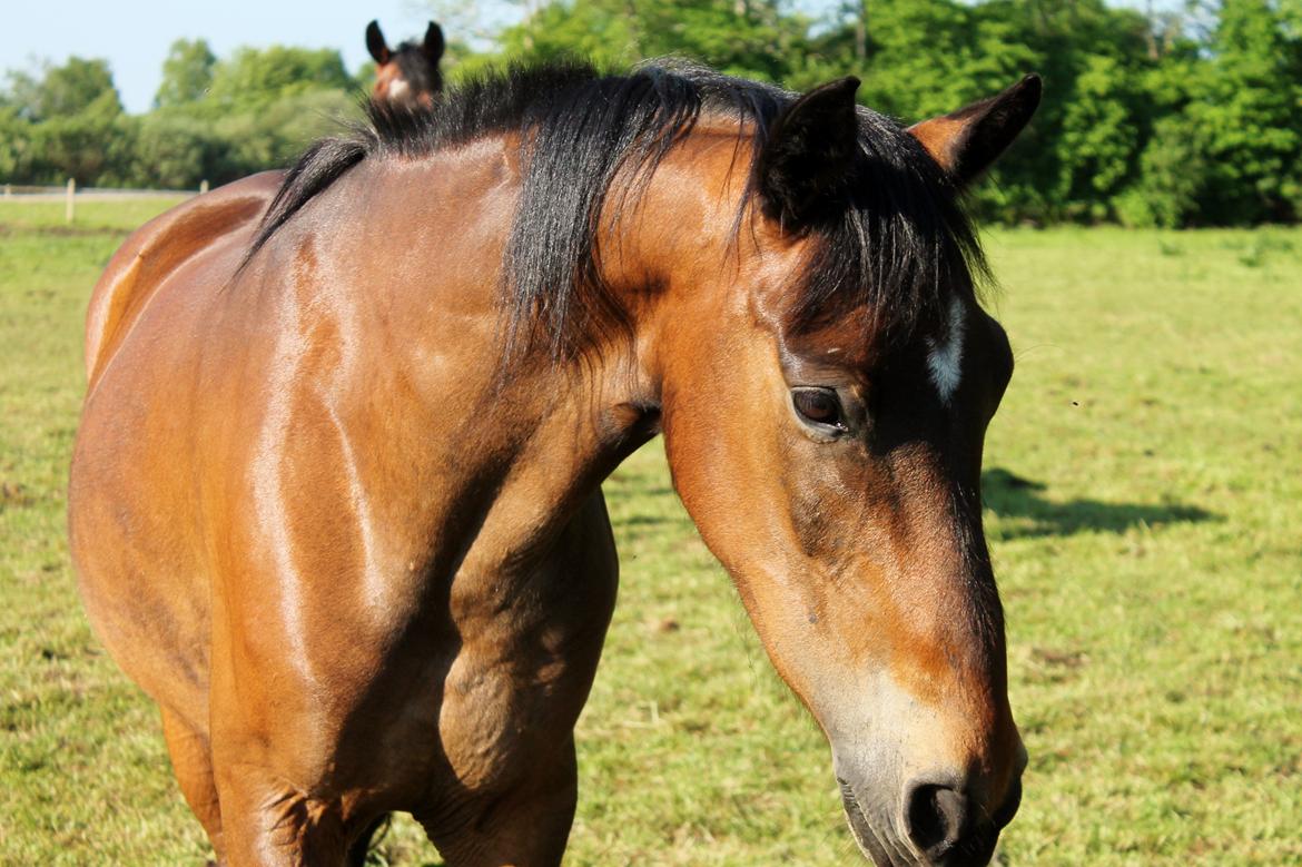 Anden særlig race Grønvangs Edward |Eddie| billede 37