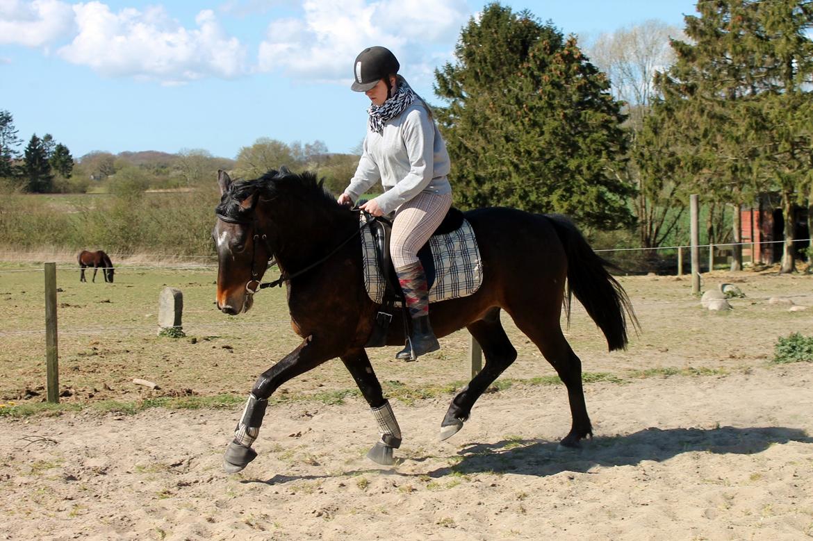 Anden særlig race Grønvangs Edward |Eddie| billede 11