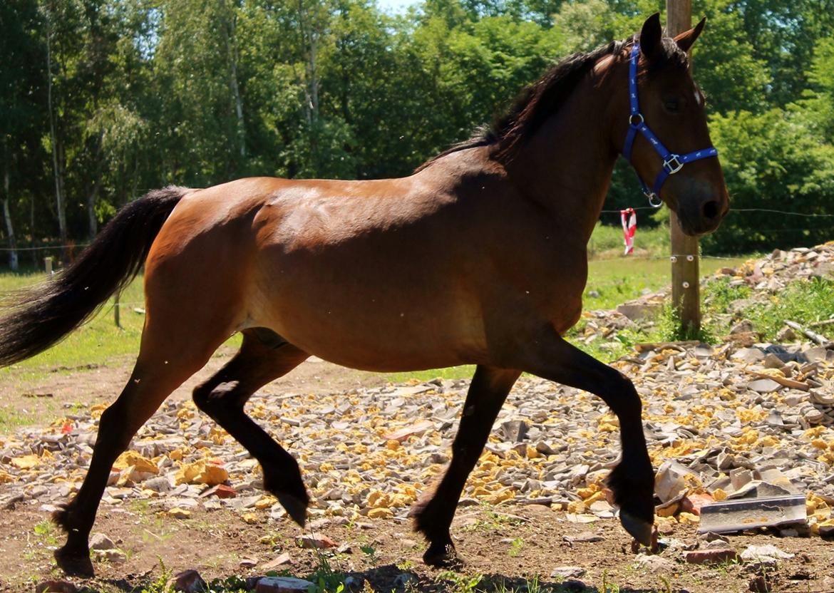 Anden særlig race Grønvangs Edward |Eddie| billede 14